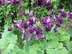 Image result for Aquilegia vulgaris Clementine Purple
