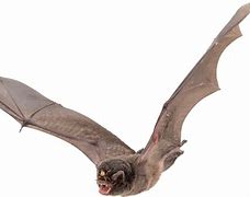 Image result for Bat Front View
