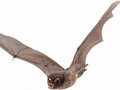Image result for Bat Anatomy Image PNG