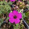 Image result for Geranium cinereum subcaulescens