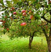 Image result for Australia Apple Tree