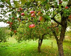 Image result for Fresh Apple in Tree