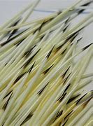 Image result for American Porcupine Quills