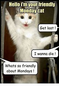 Image result for Monday Cat Meme