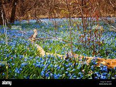 Image result for Blue Spring Flowers Ontario