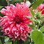 Image result for Dahlia Libbecio