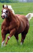 Image result for Most Muscular Horse Breeds
