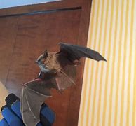Image result for Bat Removal