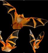 Image result for Bright Orange Bat