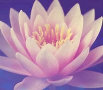 Image result for Lotus Flower Picture Free