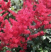 Image result for Astilbe Montgomery (Japonica-Group)