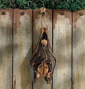 Image result for Metal Hanging Bat Sculpture