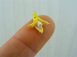 Image result for Smallest Banana