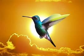 Image result for Native American Hummingbird