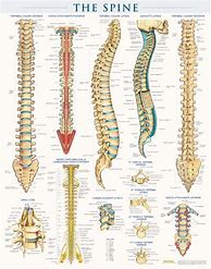 Image result for Spine Vertebrae Poster