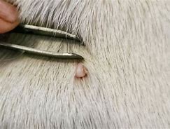 Image result for Skin Tags Warts On Dogs