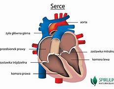 Serce 的图像结果