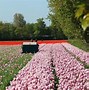 Image result for Netherlands Flower Farms
