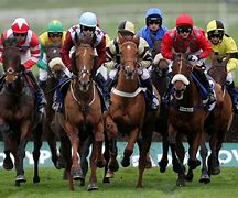 Image result for Horse Racing Sport