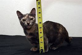 Image result for Smallest Cat Ever