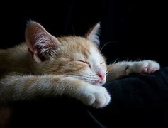 Image result for Orange Cat Sleeping
