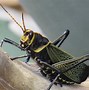 Image result for Yard Bugs