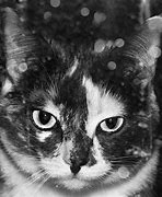 Image result for Angry Calico Cat