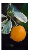 Image result for Orange Fruit with Green Leaves