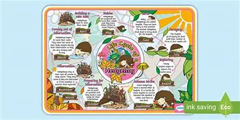 Image result for Hedgehog Life Cycle Diagram