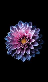 Image result for iPhone 8 Flower Wallpaper