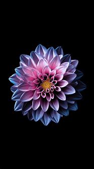 Image result for Default Flower iPhone Wallpaper