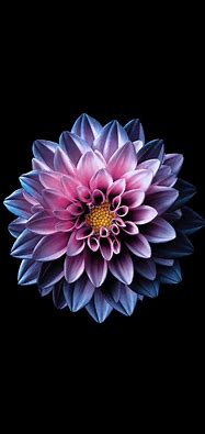 Image result for iPhone Wallpapers Phone Flower