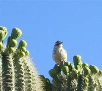 Image result for AZ State Bird and Flower
