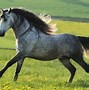 Image result for Percheron Horses for Sale