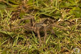 Image result for Golden Baboon Spider