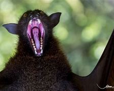 Image result for Bat Eating While Upside Down