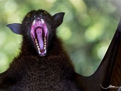 Image result for Fruit Bat Face Eat