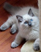 Image result for Blue and White Ragdoll Cat