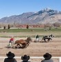 Image result for Horse Chariot Racing