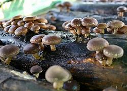 Image result for Shiitake Mushroom Log
