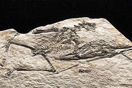 Image result for Deer Fossils