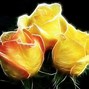 Image result for Yellow Ai Rose Image Wallpaper