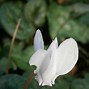 Risultato immagine per Cyclamen hederifolium var. hederifolium f. albiflorum