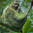 Image result for Sloth Life
