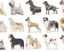 Image result for Top 10 Most Popular Dogs