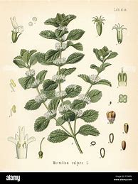 Image result for Horehound Drawing