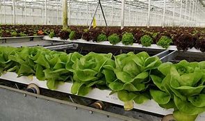 Image result for agroindustroa