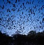 Image result for Bats Flying at Night