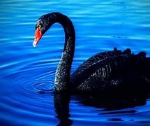 Image result for Black Swan Wallpaper