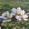 Image result for Prunus domestica Boerenwitte